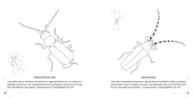 Putukaraamat-värvimise-vihik