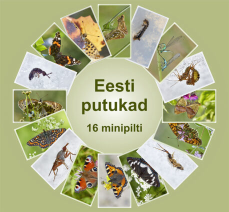 Minipiltide komplekt_Eesti putukad 16