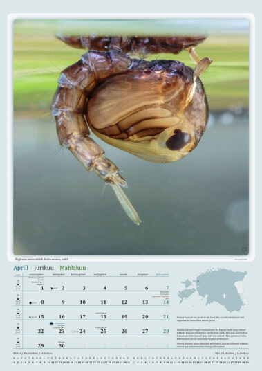 Urmas Tartes Putukakalender 2024