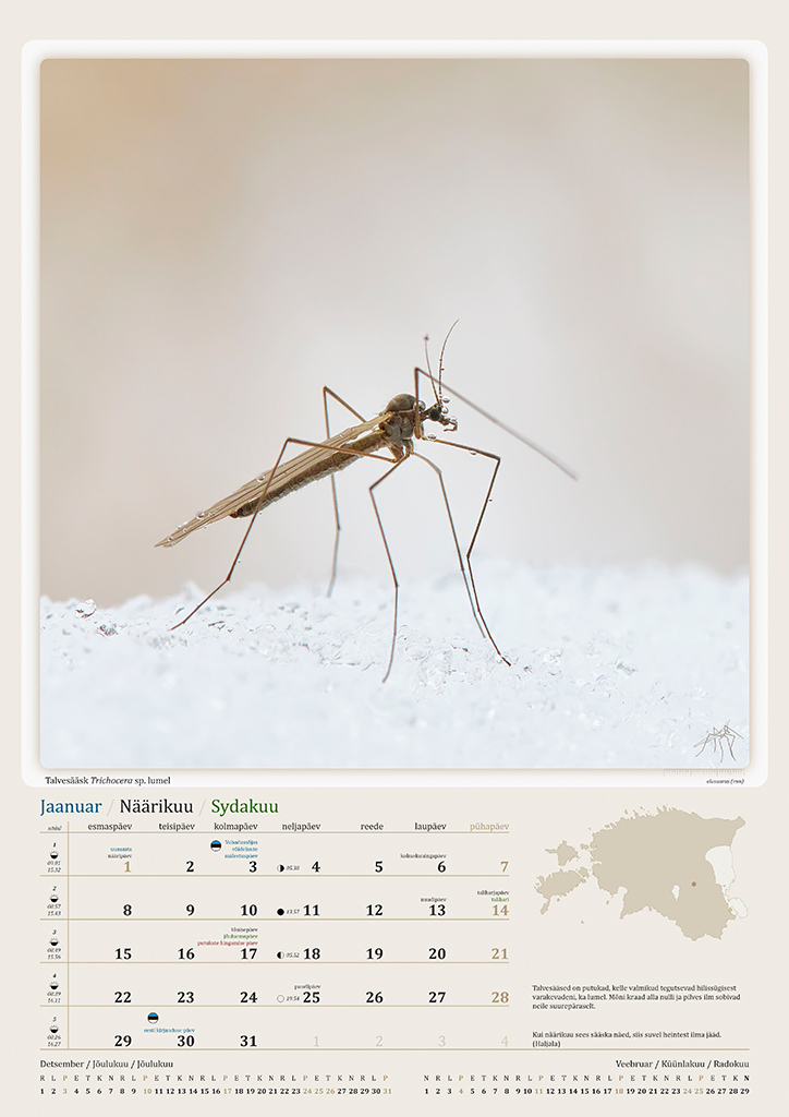 Urmas Tartes Putukakalender 2024
