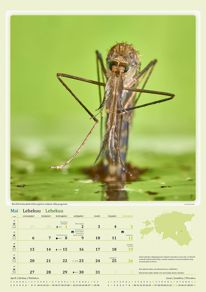 Putukakalender 2024